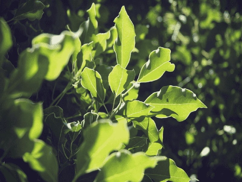 试管前男科医生开药（囊胚复苏费用）